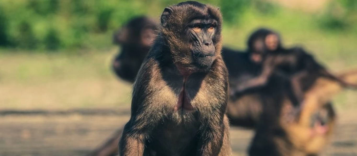 Ινδία: Μαϊμούδες έκλεψαν και σκότωσαν βρέφος